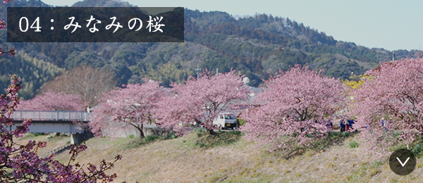 04：みなみの桜